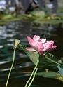 NY_Central_Park_Harlem_020