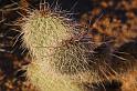 Arizona_032