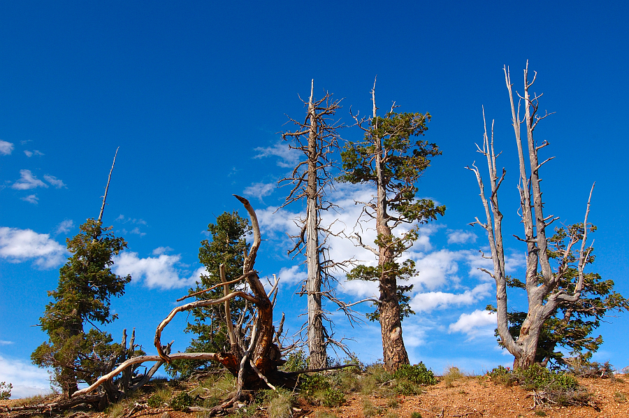 BryceCanyon_010.jpg - Black Birch Canyon