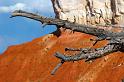 BryceCanyon_009