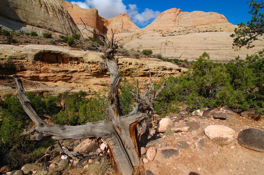 CapitolReef_011.jpg - Capitol Reef