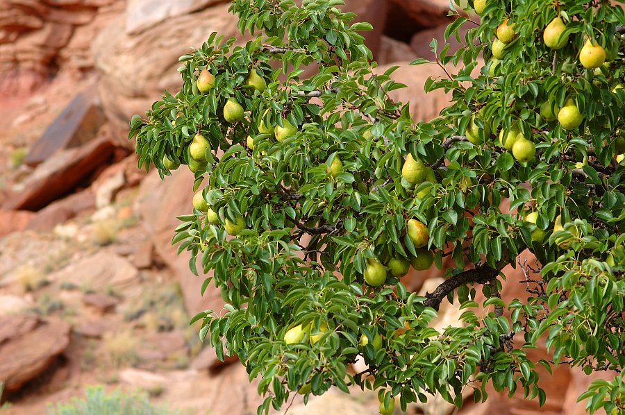 CapitolReef_018.jpg - Fruita