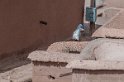 Valle del Dades (10)