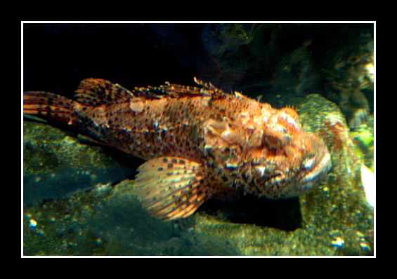 Genova014 Acquario