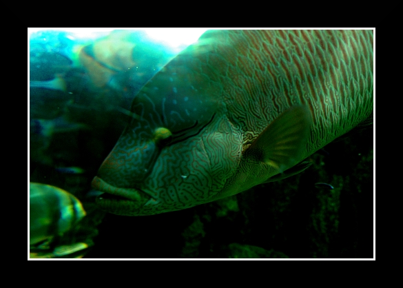 Genova017 Acquario