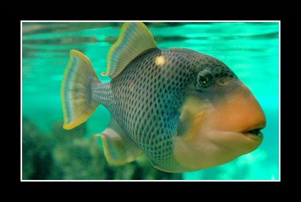 Genova018 Acquario