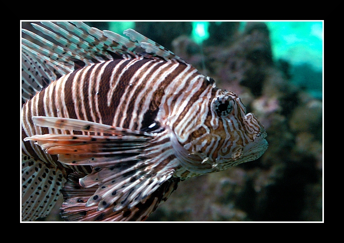 Genova019 Acquario