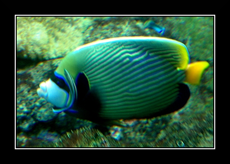 Genova021 Acquario