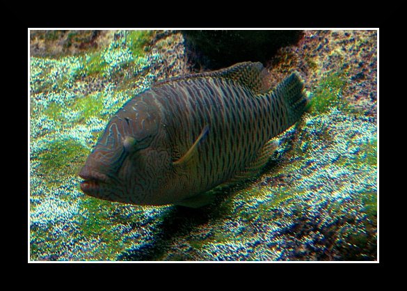 Genova022 Acquario