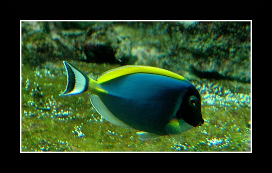 Genova023 Acquario