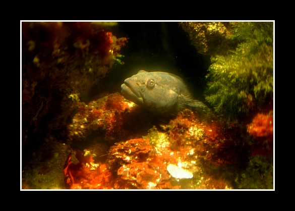 Genova024 Acquario