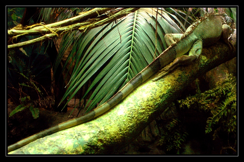 Genova029 Acquario