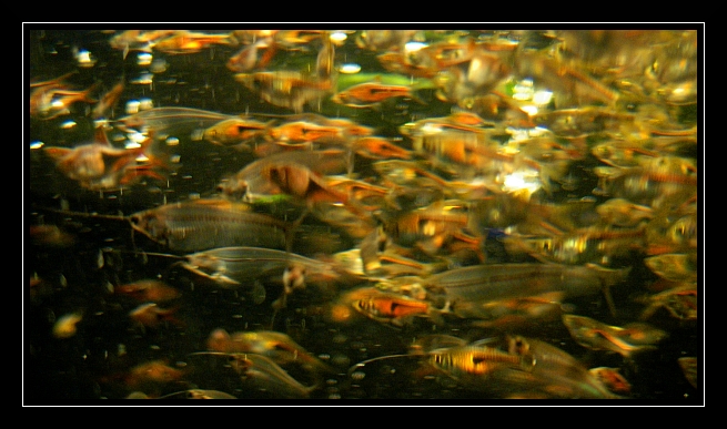 Genova033 Acquario