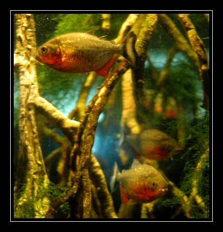Genova034 Acquario