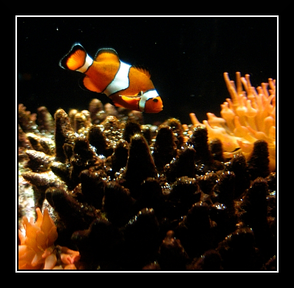 Genova036 Acquario