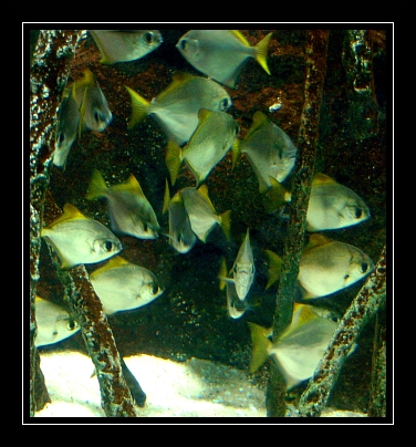Genova038 Acquario