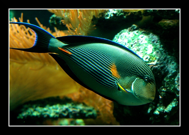 Genova040 Acquario