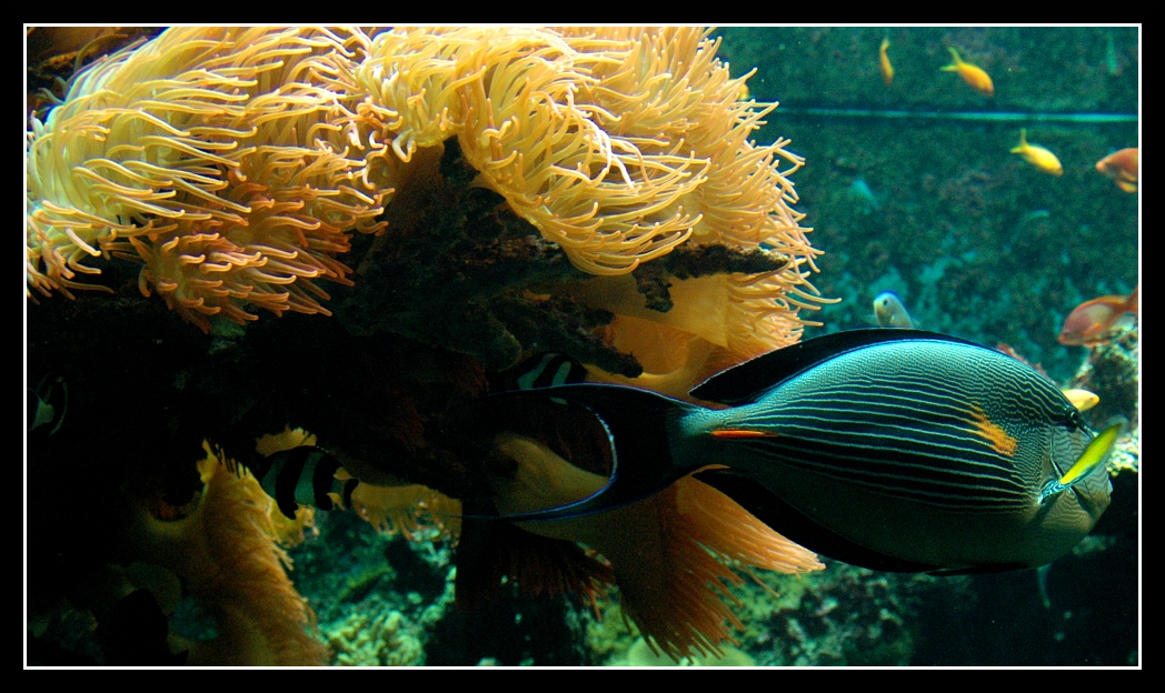 Genova041 Acquario
