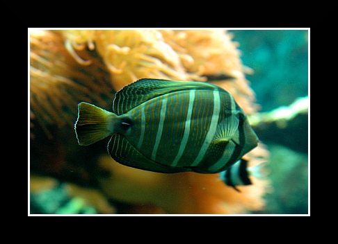 Genova042 Acquario