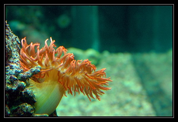 Genova046 Acquario