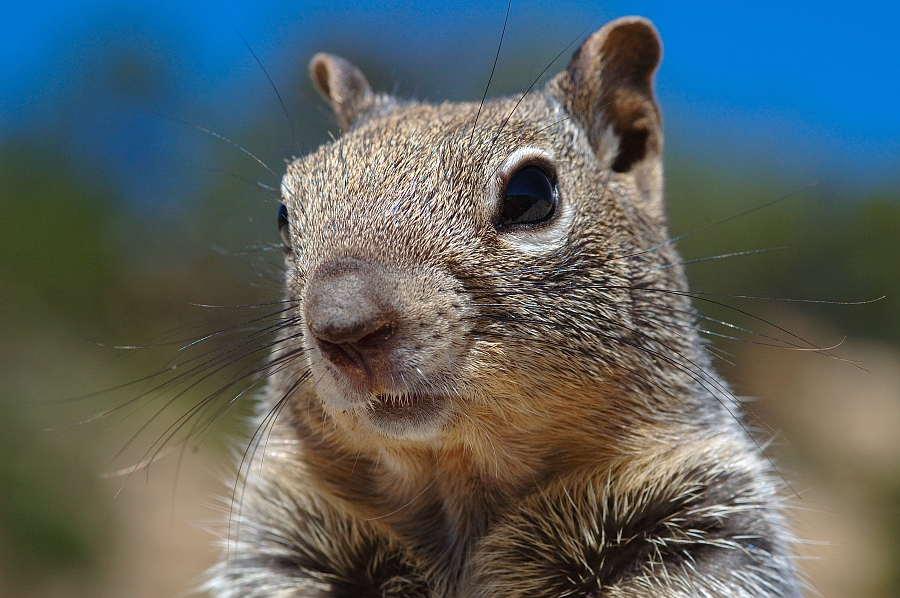 GrandCanyon_015.jpg - Scoiattolo curioso