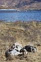 Scozia_2008_1279_1