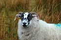 Scozia_2008_1541